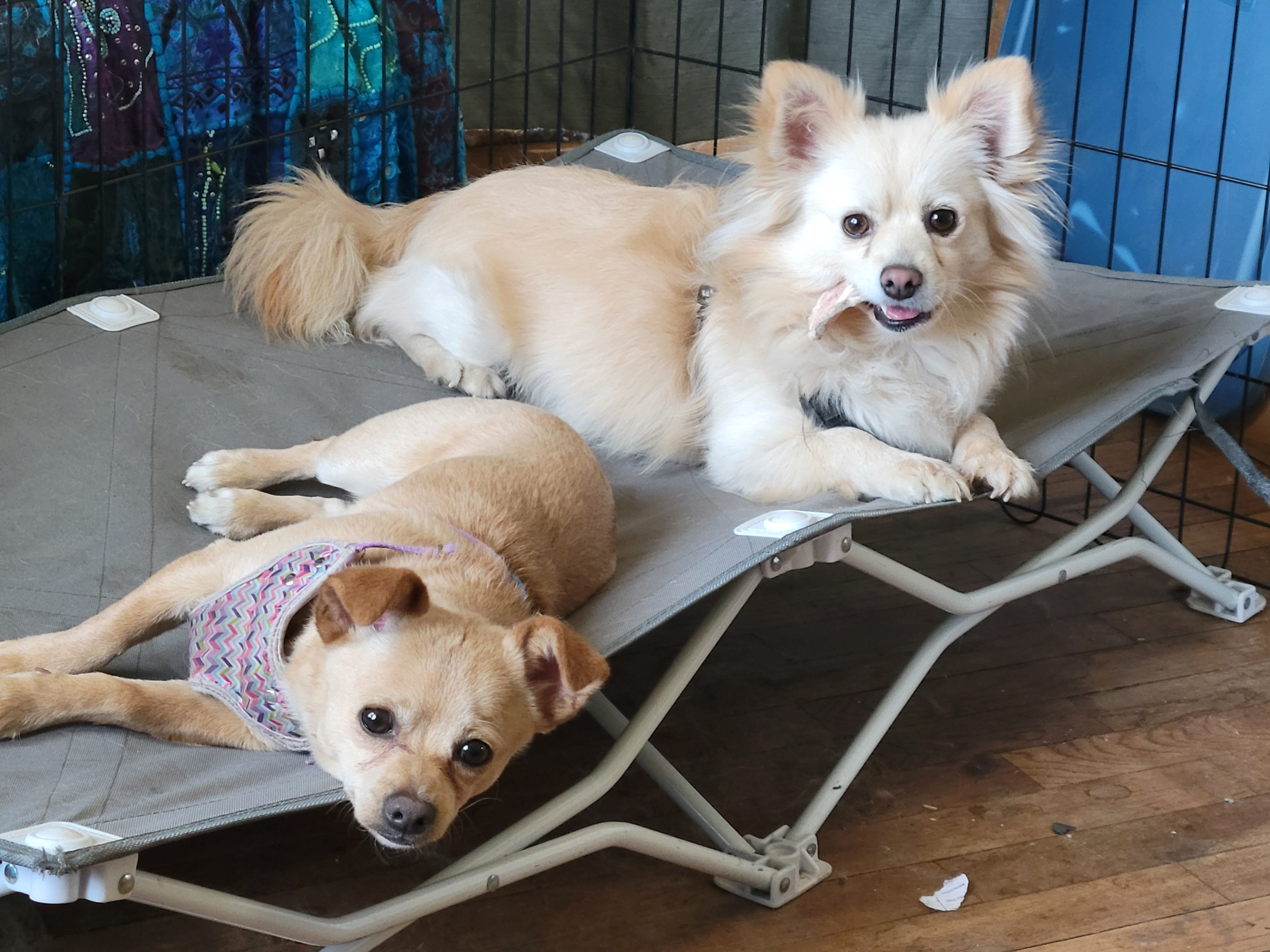 Ollie and Boomer laying on their cot