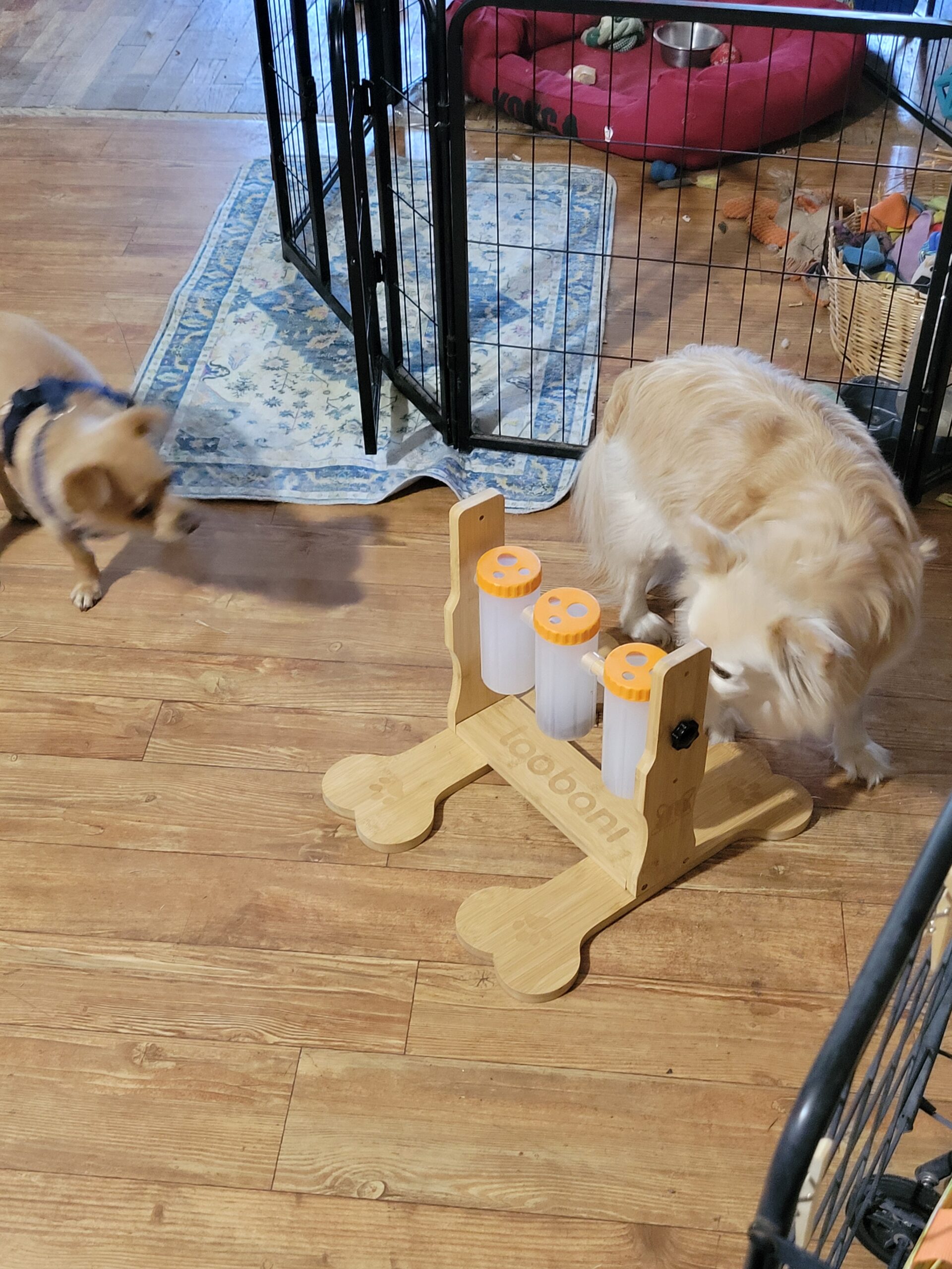 Ollie the Dameranian sniffing dog puzzle feeder tubes loading with dry kibble