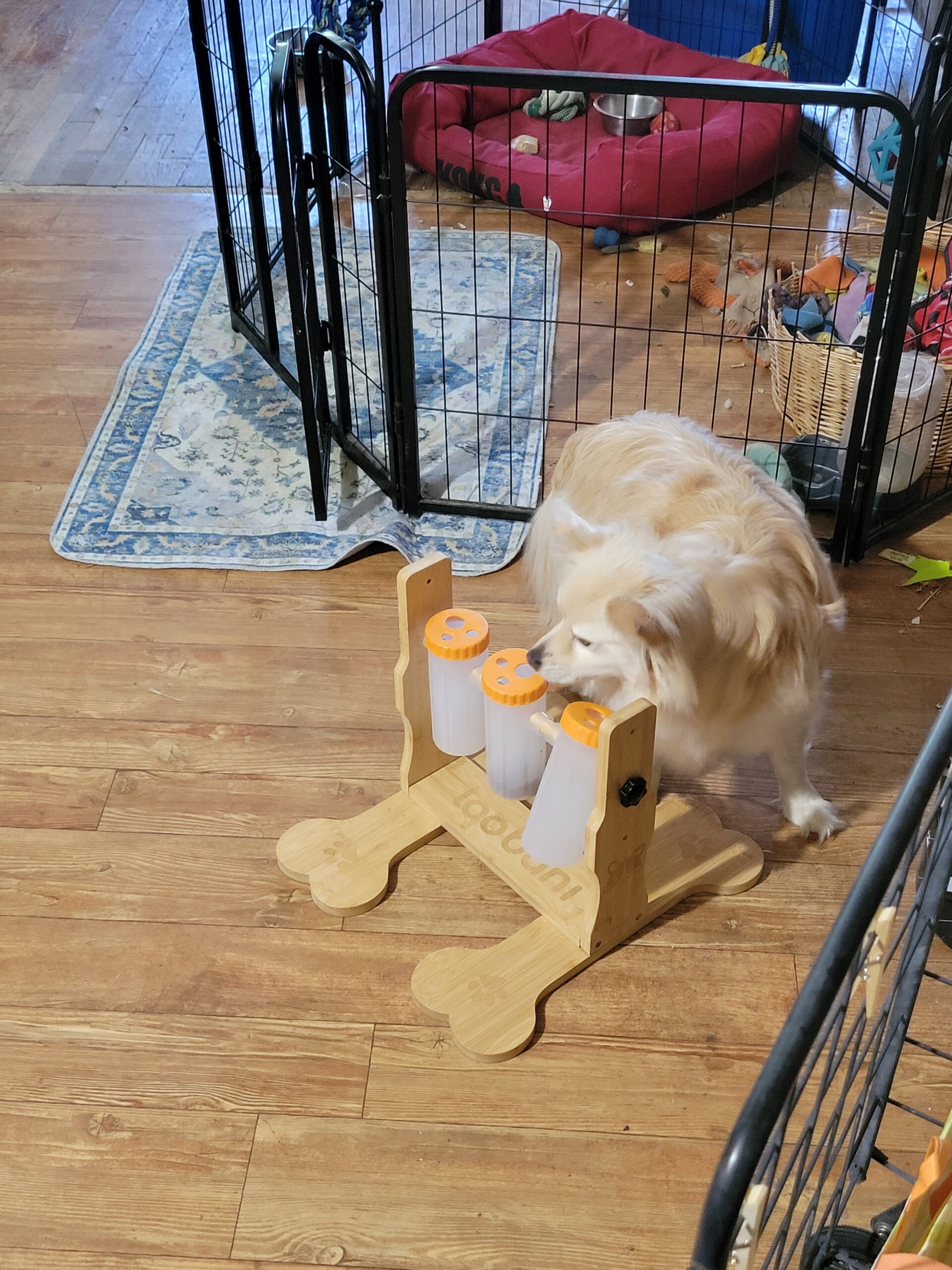 Ollie working dog puzzle feeder spinning tubes to get kibble out