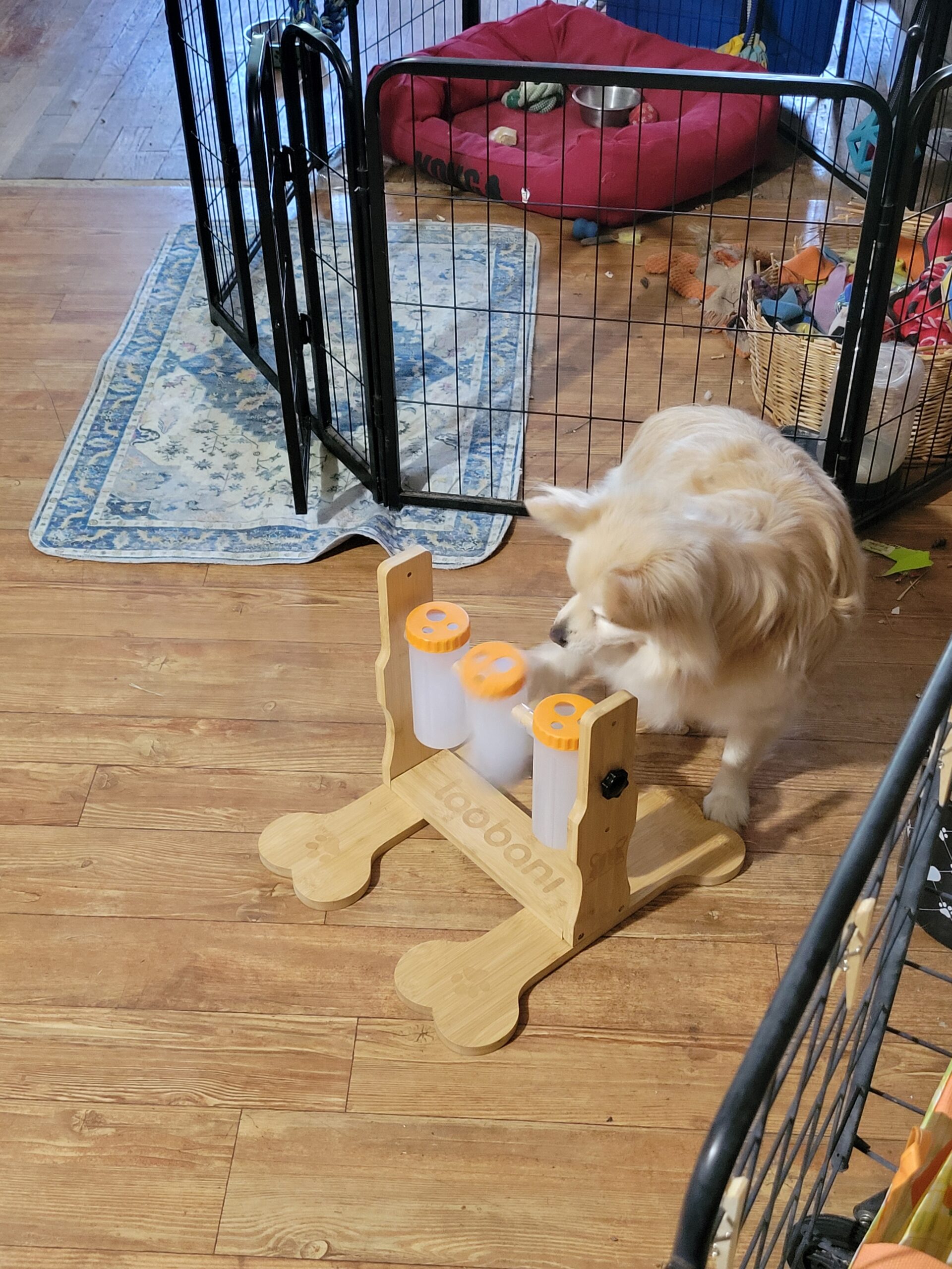 Ollie the Dameranian focused on puzzle feeder enrichment toy