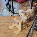 dog puzzle feeder for small dogs Ollie the Dameranian