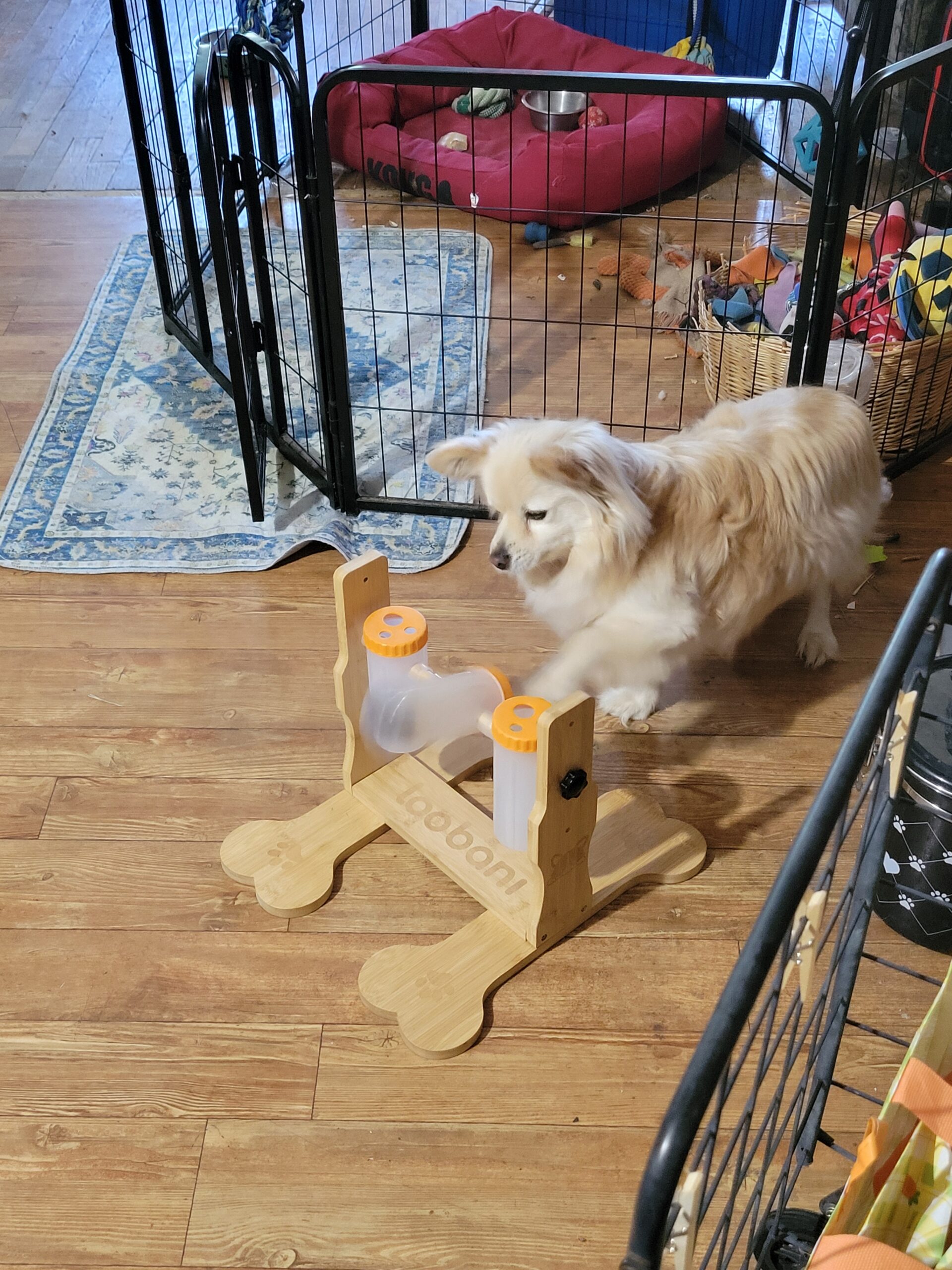 dog puzzle feeder for small dogs Ollie the Dameranian