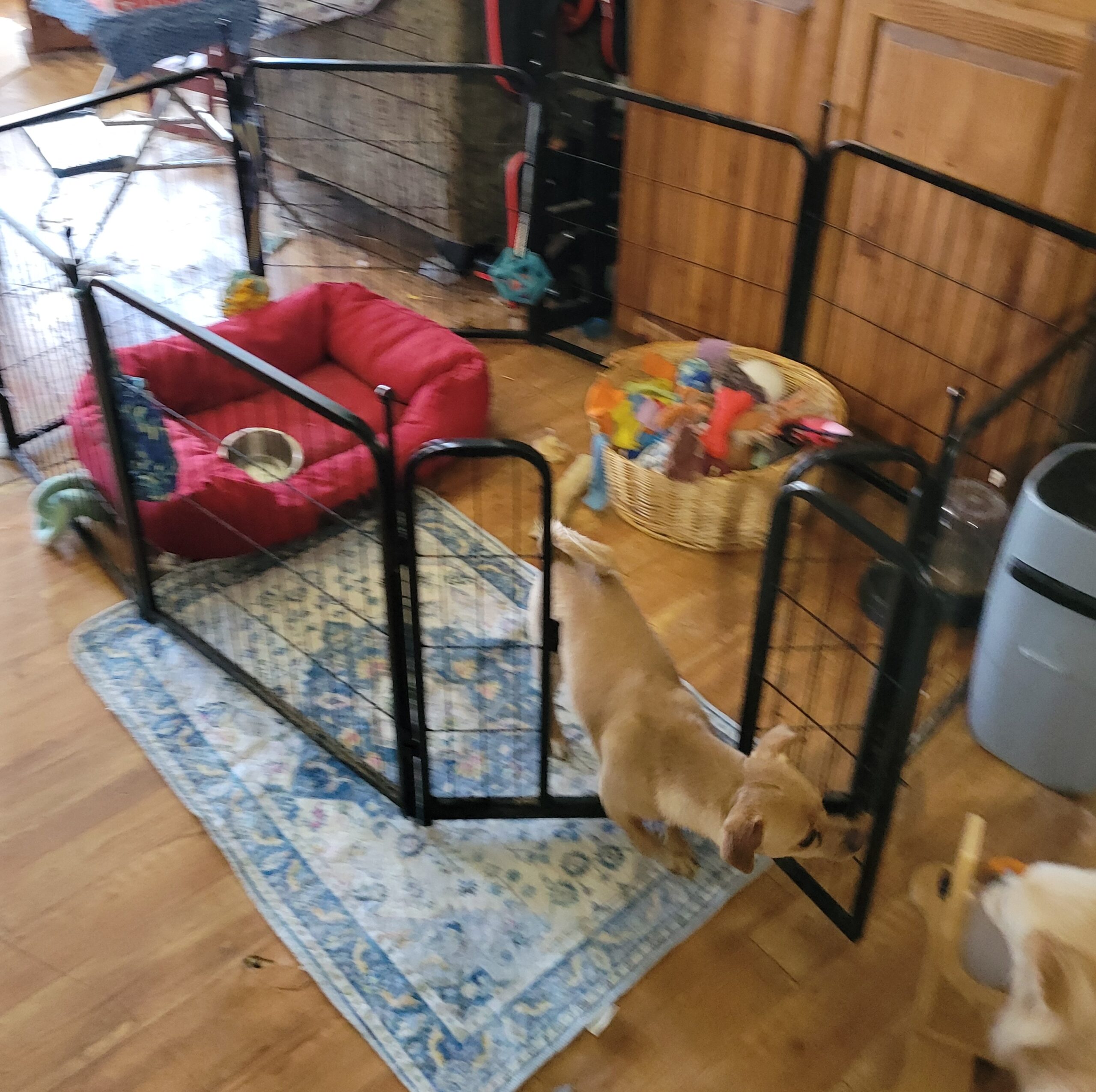 Boomer the Chiweenie standing in his overnight potty training pen with washable pee pad and Kong bed
