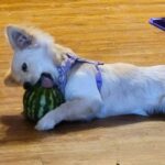 Picture of my Domeranian trying to eat a small watermelon.
