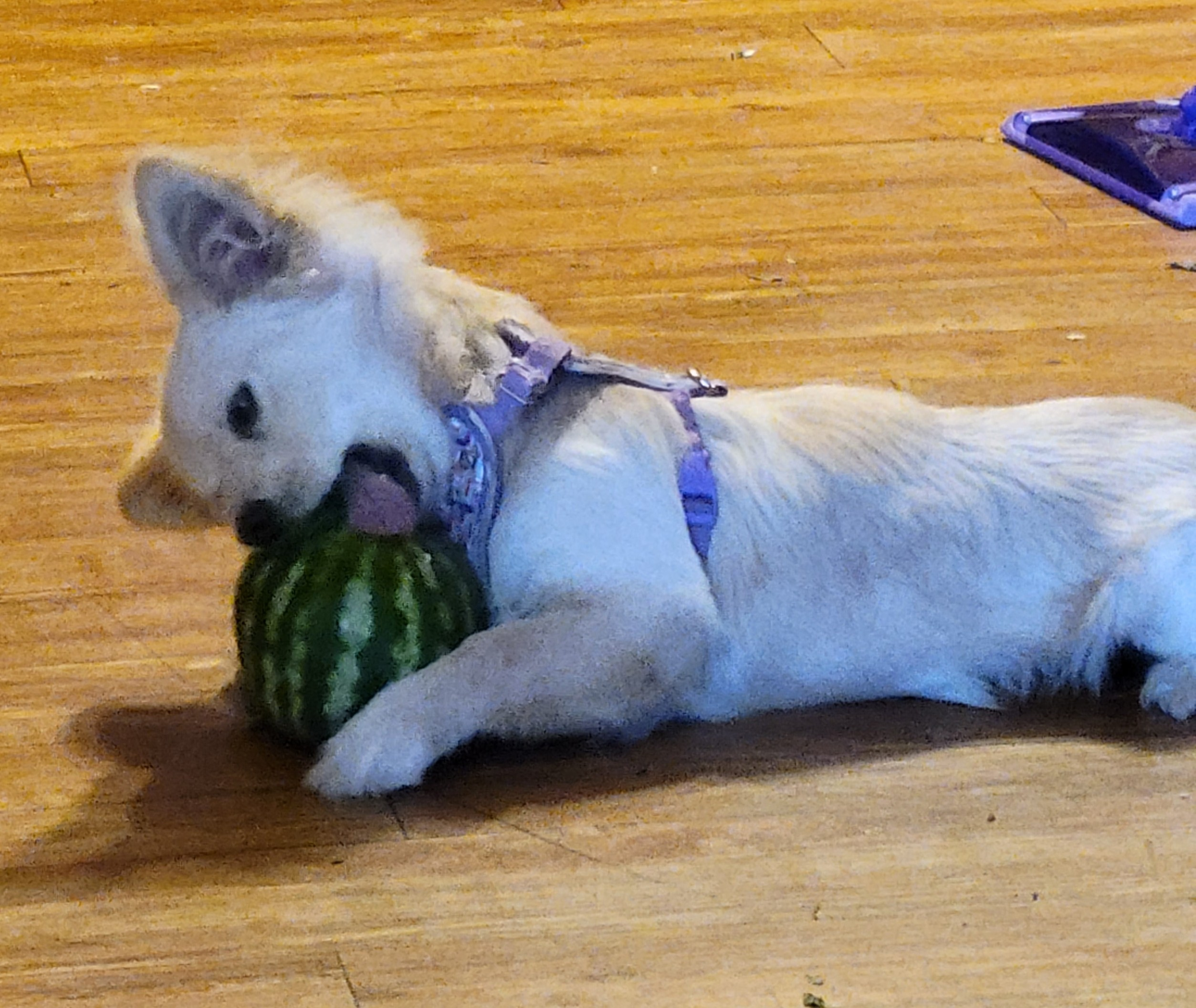Picture of my Domeranian trying to eat a small watermelon.