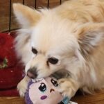 Ollie the Dameranian chewing his BarkBox toy — best products for Chiweenies and Dachshund mixes