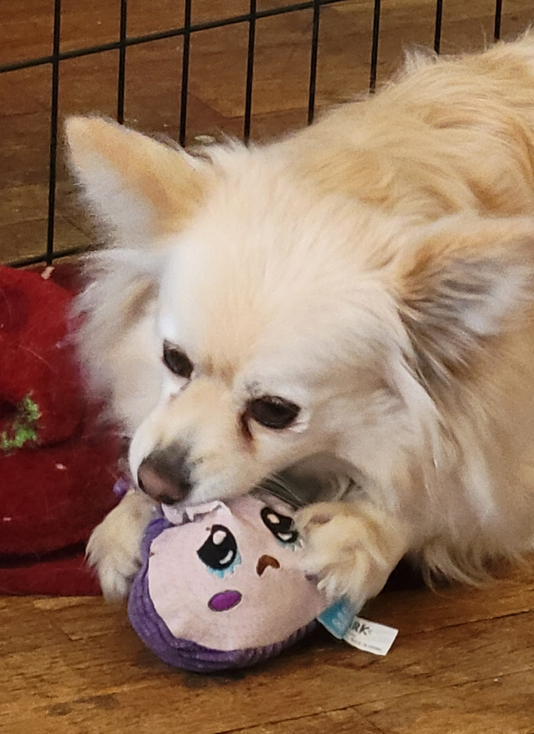 Ollie the Dameranian chewing his BarkBox toy — best products for Chiweenies and Dachshund mixes