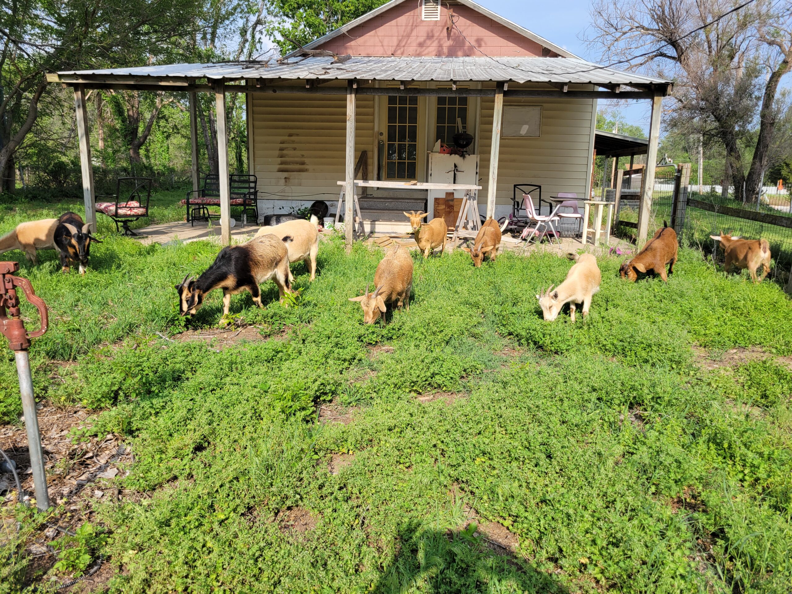 Herd of Nigerian Dwarf goats grazing in the yard
