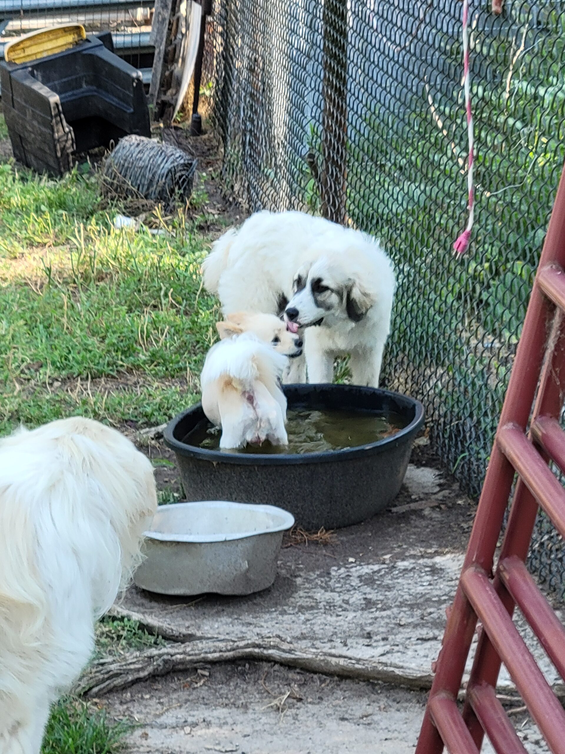 Ollie the Dameranian standing in a Nigerian Dwarf goat stock tank with Great Pyrenees dogs nearby