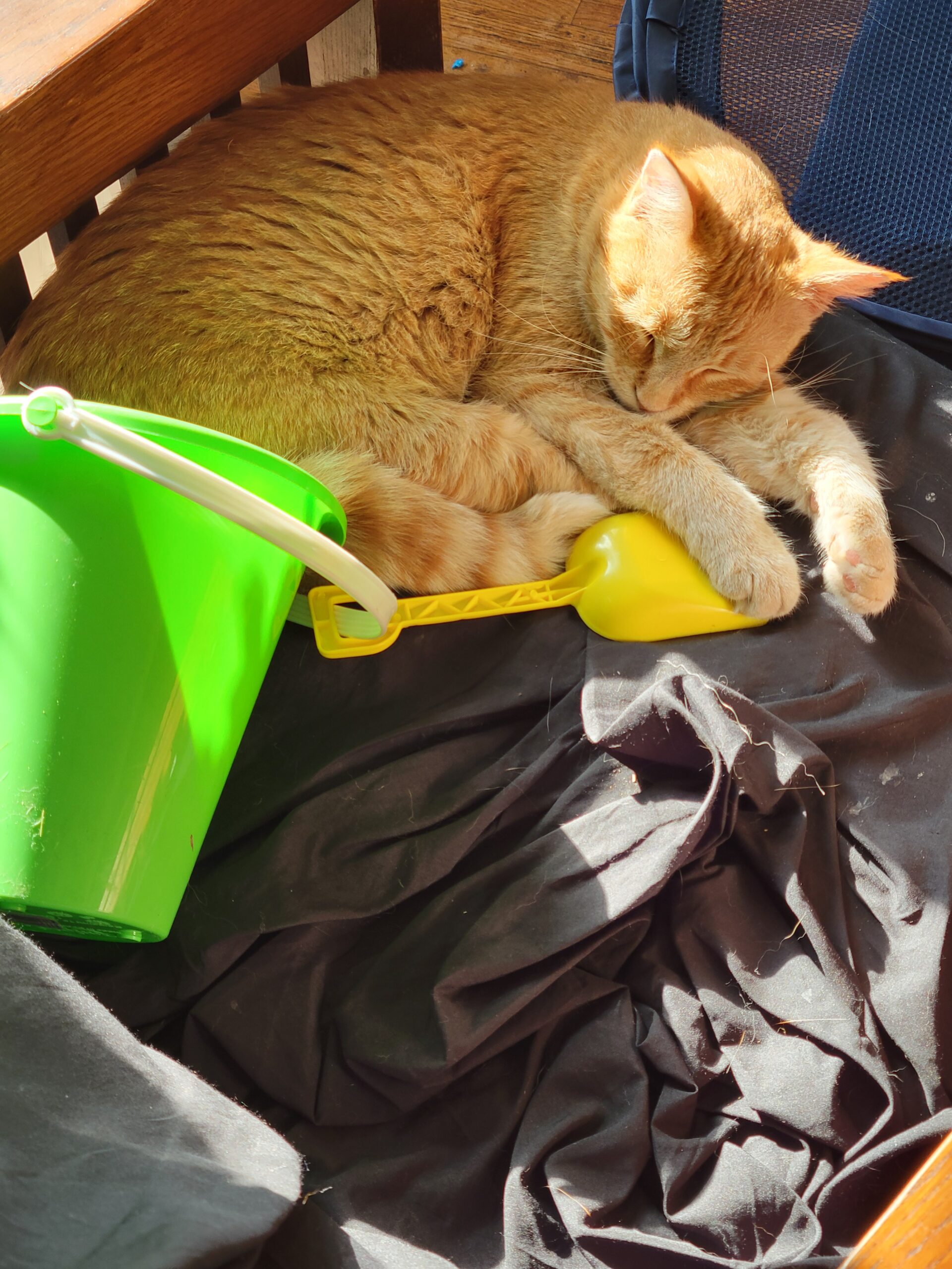 Hina the orange cat napping