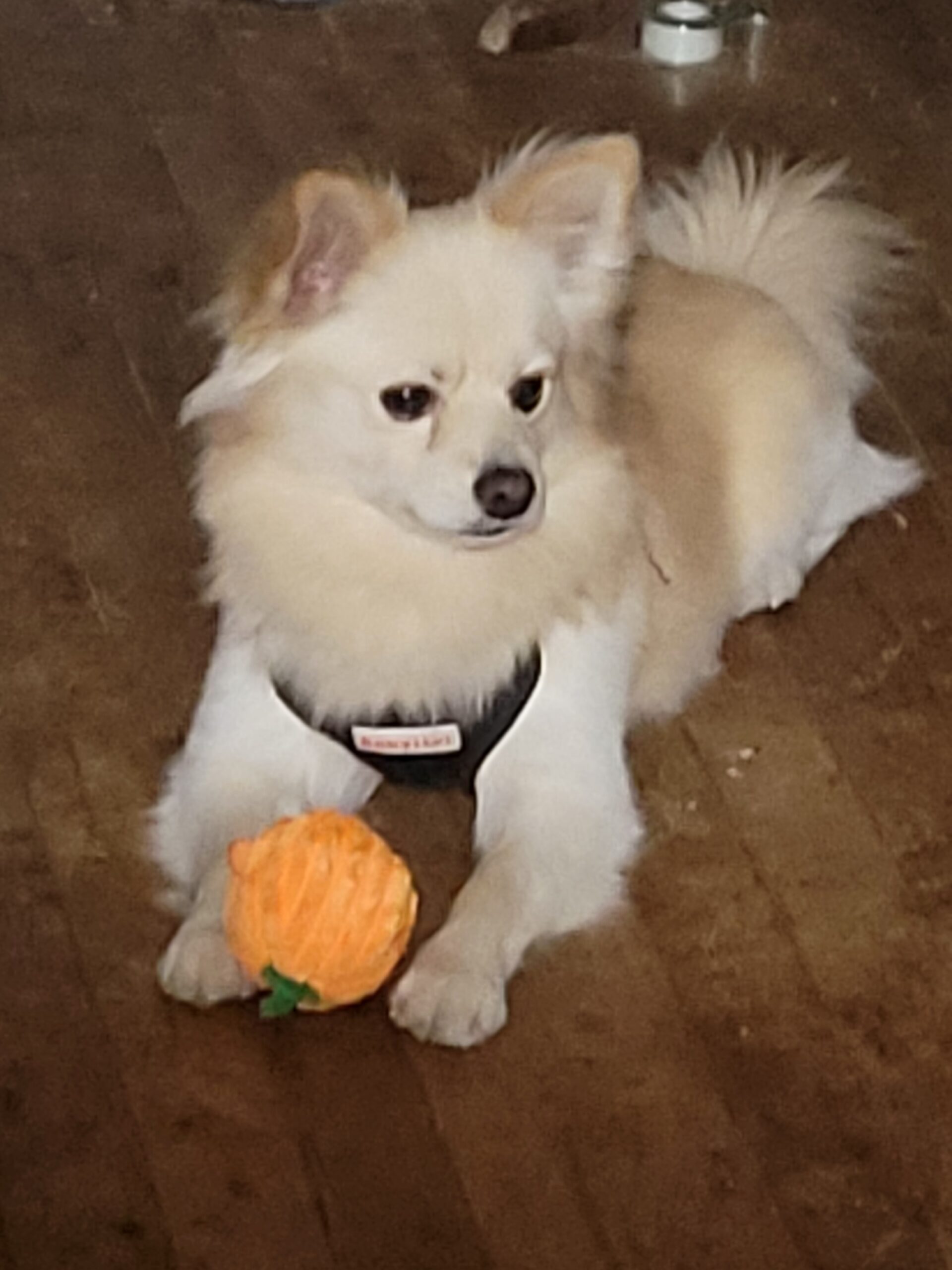 Ollie the Dameranian with his pumpkin toy