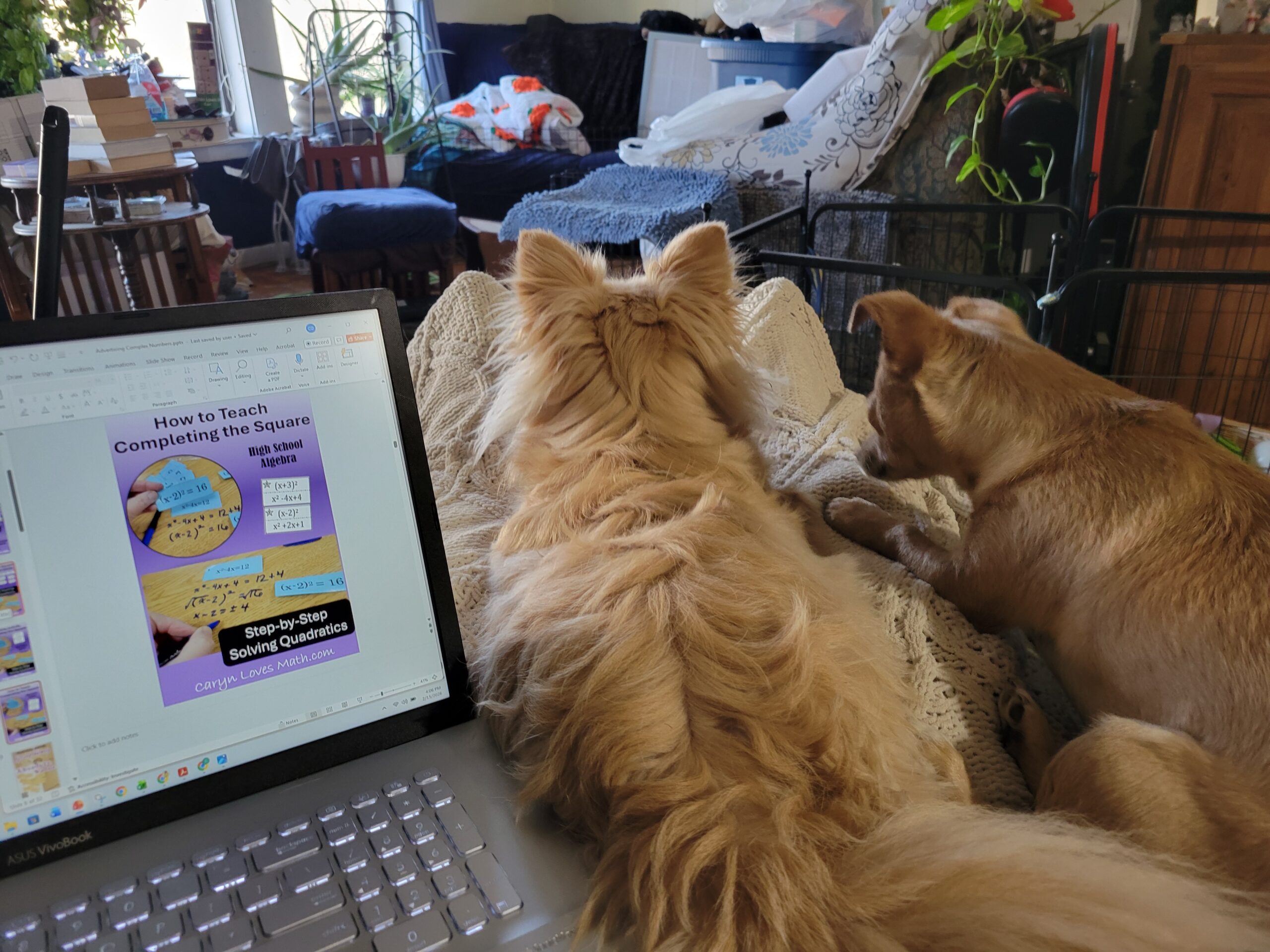 About Tails from the Homestead — Ollie and Boomer watching Caryn work on a math lesson