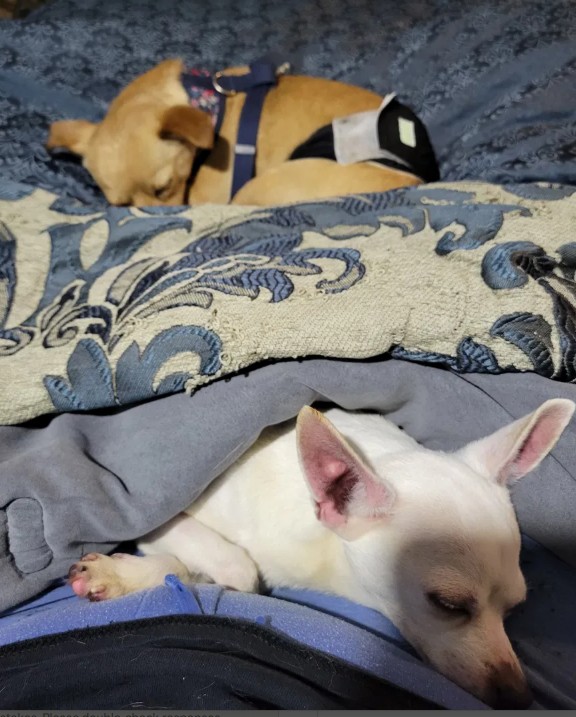 Boomer and Olive both sleeping on the bed together
