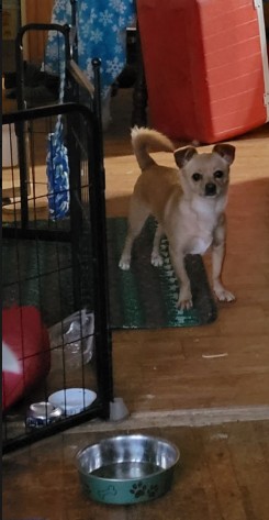 Boomer the Chiweenie