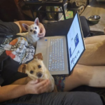 dog separation anxiety - three dogs piled on my lap while I work on the laptop