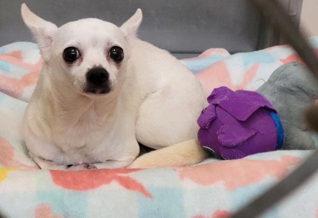 Olive the white chihuahua sitting in her kennel at the Cowley County Humane Society