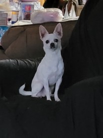 Olivia Alice, foster chihuahua
