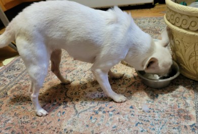Olivia Alice eating from her current bowl