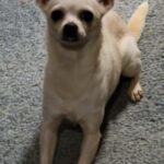 senior small dog Olivia Alice on blue carpet