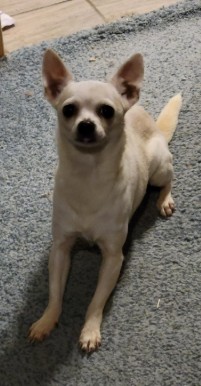 senior small dog Olivia Alice on blue carpet