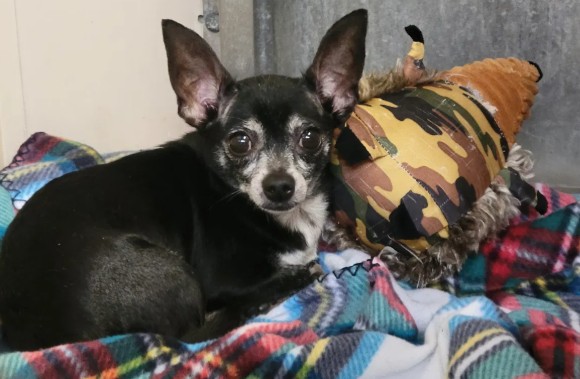 Olive's black chihuahua sister still at the Cowley County Humane Society shelter
