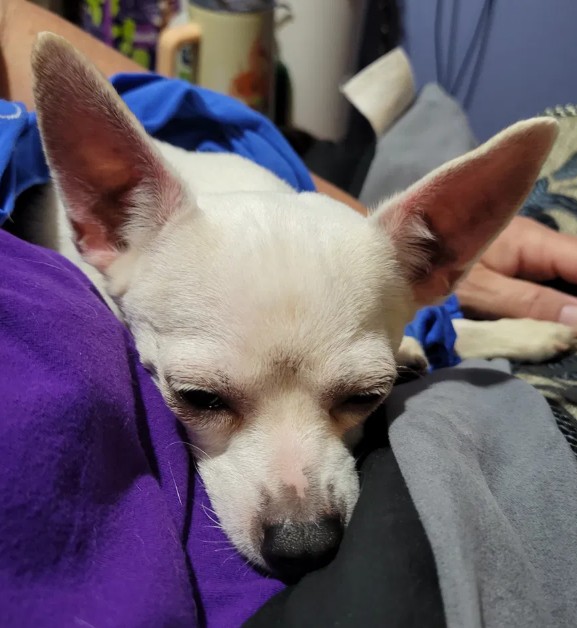 Olive the white chihuahua sleeping peacefully at home