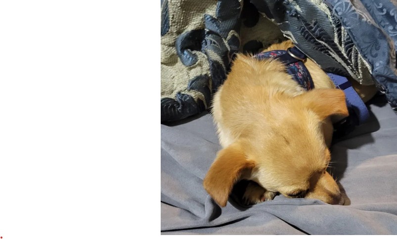 Boomer the Chiweenie lying with his back turned, clearly unhappy about the new dog