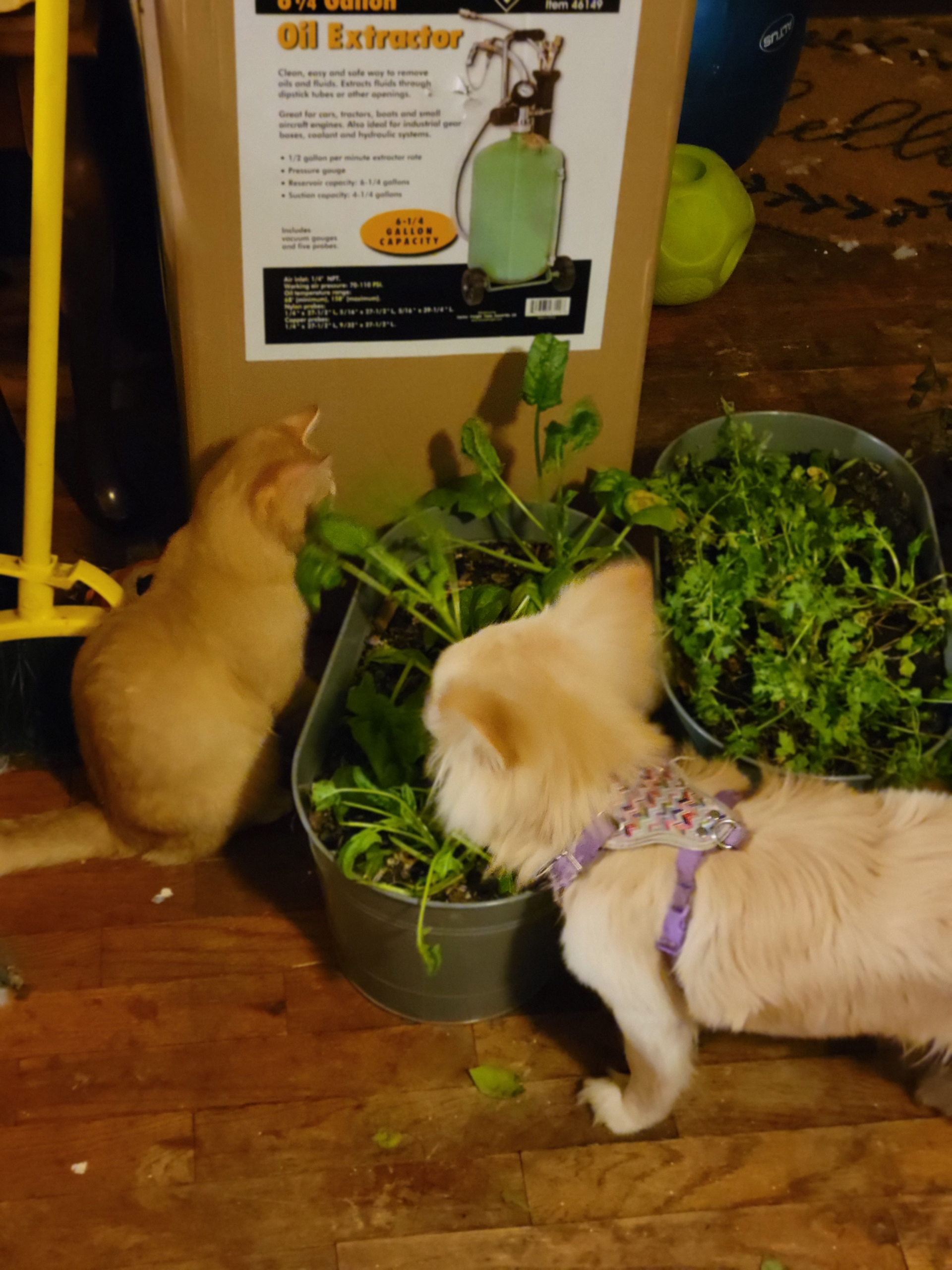 Ollie the Dameranian and the cat sniffing spinach in our indoor garden for dogs