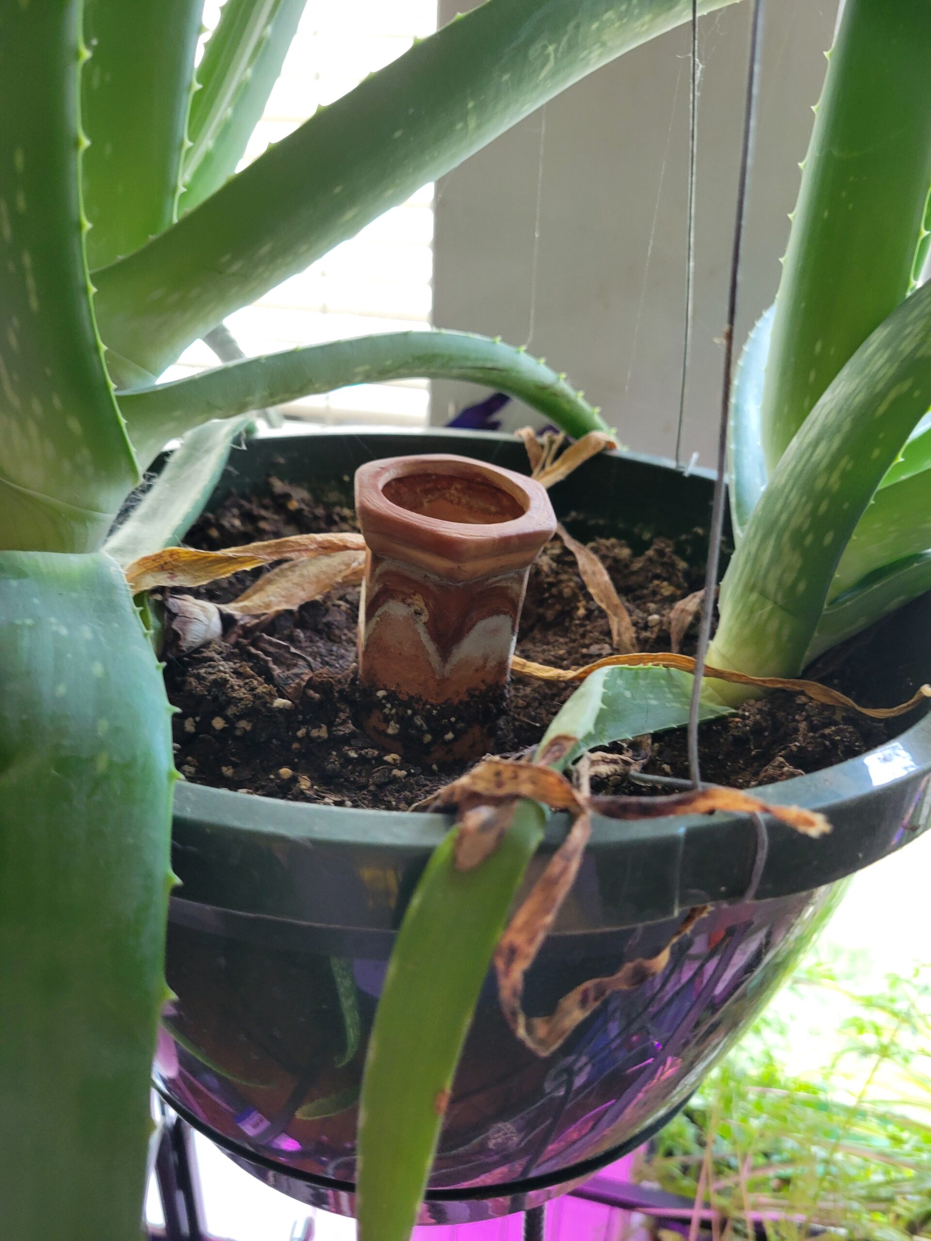 Terracotta self-watering spike with a water bottle in a planter