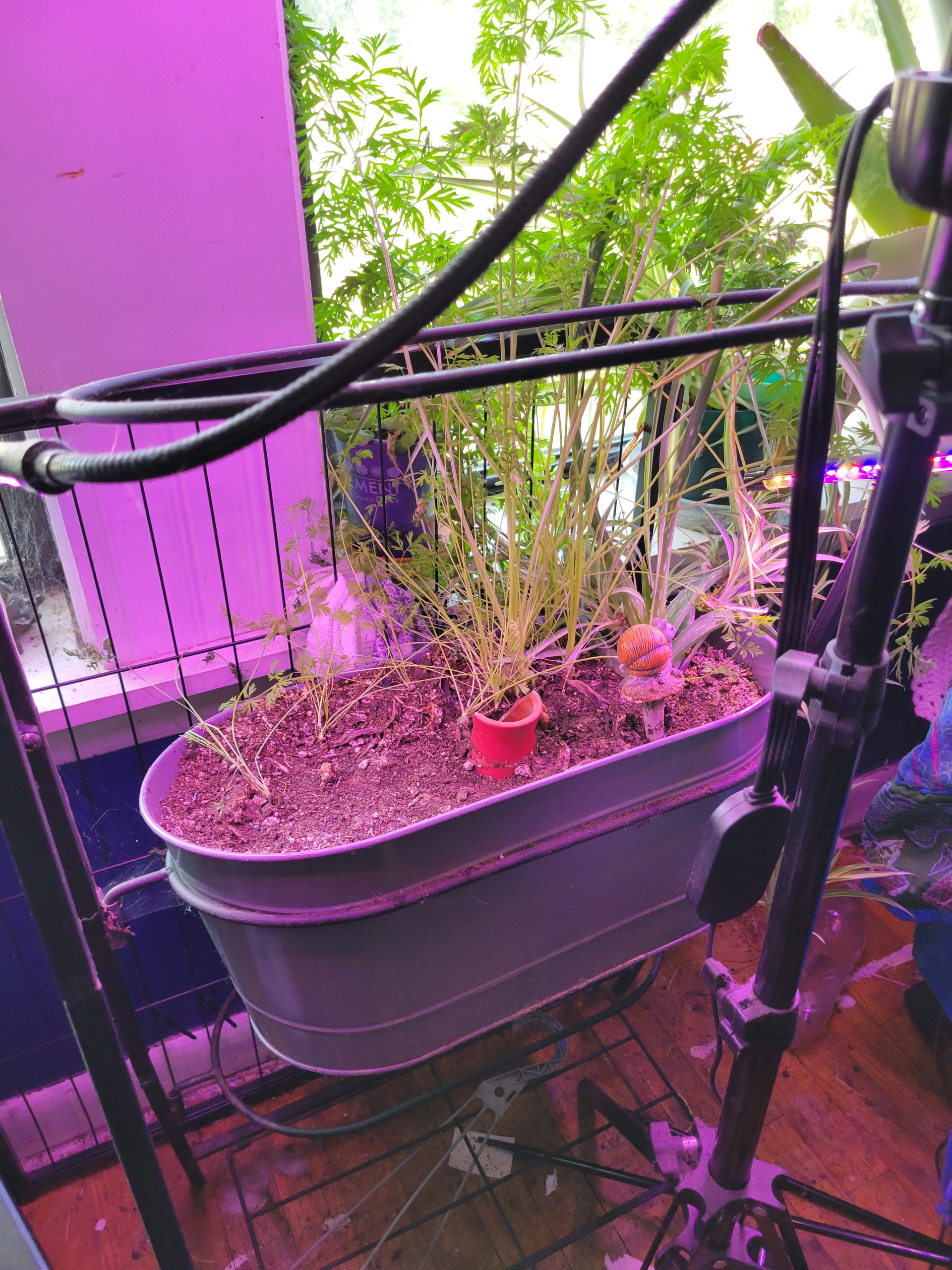 Grow light set up over the carrots Adrien is growing indoors