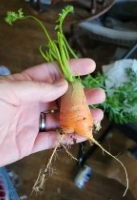 Homegrown carrot from our indoor garden for dogs, pulled from the planter